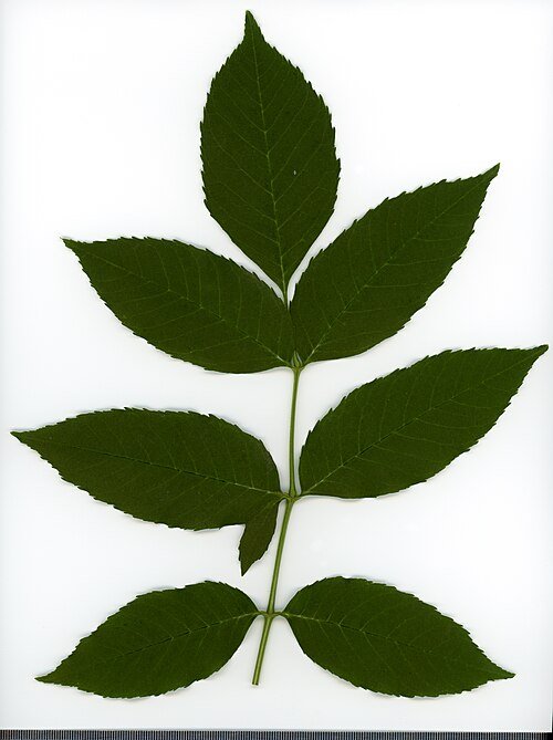 Botanisch herbariumillustratie van Fraxinus blad in 2020.