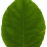 Reynoutria japonica blad met groene en witte patronen op zwarte achtergrond.