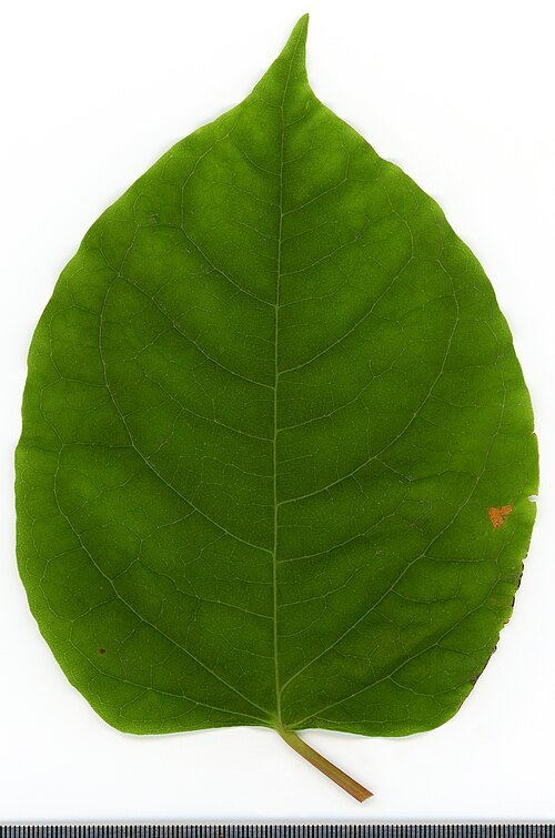 Reynoutria japonica blad met groene en witte patronen op zwarte achtergrond.