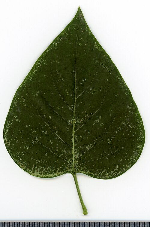 Bloeiende lila sering op kleigrond.