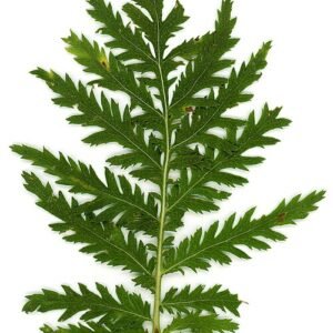 Boerenwormkruid plant met bloemen en bladeren in herbariumstijl.