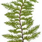 Thuja herbarium in 2020, gedroogde plant met Latijnse naam, close-upfoto.