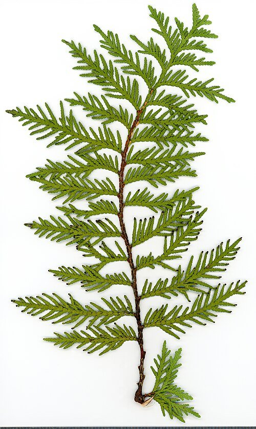Thuja herbarium in 2020, gedroogde plant met Latijnse naam, close-upfoto.