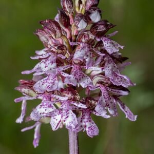Paarse Orchis purpurea bloem met levendige bloembladen en groene bladeren.