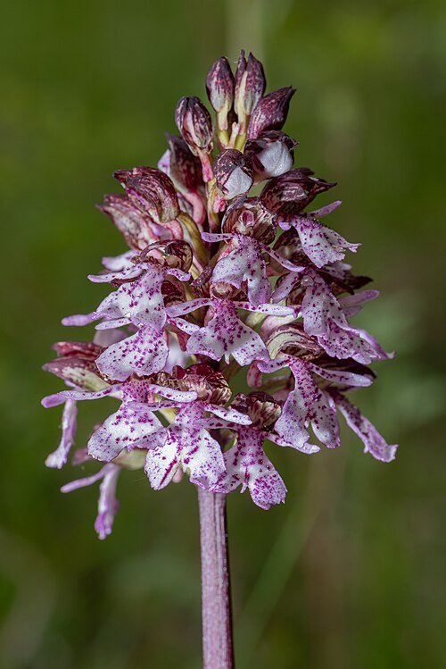 Paarse Orchis purpurea bloem met levendige bloembladen en groene bladeren.