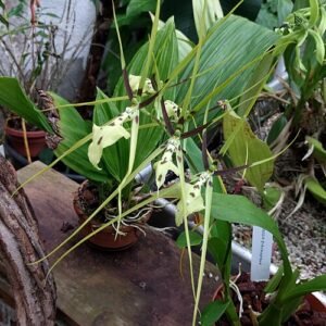 Gele Brassia gireoudiana orchidee bloem met lange bladeren.