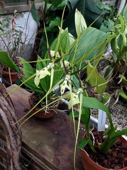 Gele Brassia gireoudiana orchidee bloem met lange bladeren.