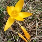 Gele Crocus flavus bloem in close-up op een zonnige dag.