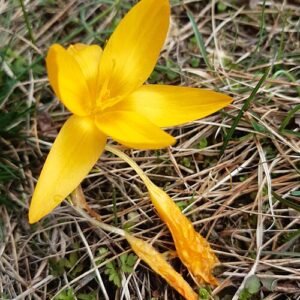 Gele Crocus flavus bloem in close-up op een zonnige dag.