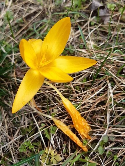 Gele Crocus flavus bloem in close-up op een zonnige dag.
