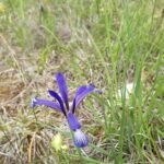 Paarse Iris sintenisii bloem op zonnige dag.