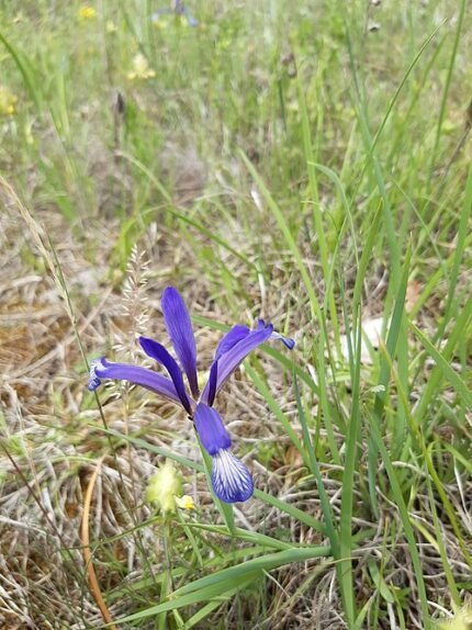 Paarse Iris sintenisii bloem op zonnige dag.