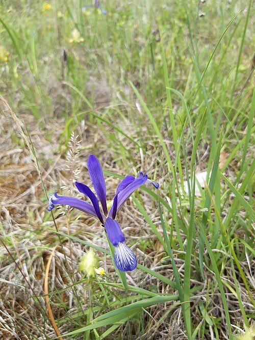 Paarse Iris sintenisii bloem op zonnige dag.