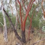 Eucalyptus ochrophloia boom met ovale bladeren en lichtbruine schors.