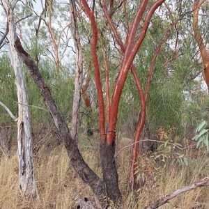 Eucalyptus ochrophloia boom met ovale bladeren en lichtbruine schors.