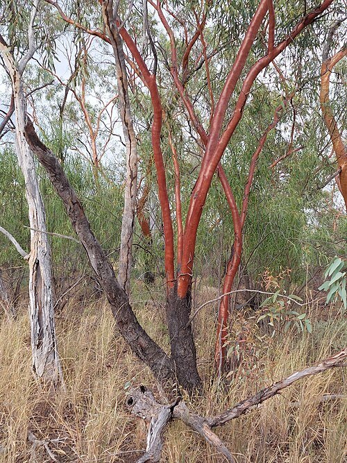 Eucalyptus ochrophloia boom met ovale bladeren en lichtbruine schors.