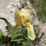 Iris reichenbachii bloem, paarse bloembladeren en gele meeldraden.