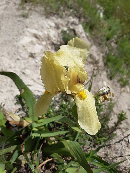 Iris reichenbachii bloem, paarse bloembladeren en gele meeldraden.