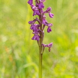 Bloeiende Anacamptis Morio orchidee in natuurlijke setting.