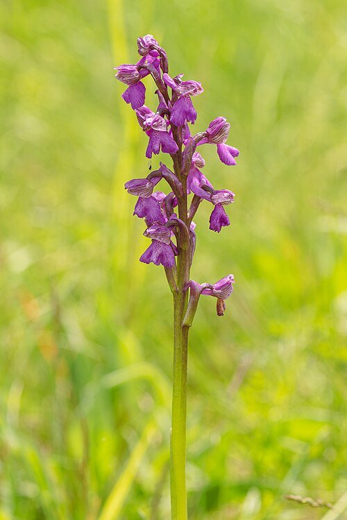 Bloeiende Anacamptis Morio orchidee in natuurlijke setting.