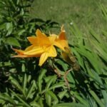 Hemerocallis middendorffii bloem in Franciscan tuin, Katowice.