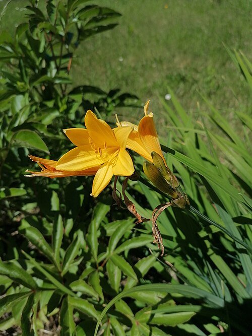 Hemerocallis middendorffii bloem in Franciscan tuin, Katowice.