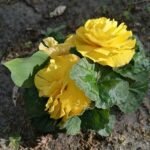 Begonia met bloeiende bloemen in Calvary Katowice Panewniki.