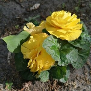 Begonia met bloeiende bloemen in Calvary Katowice Panewniki.