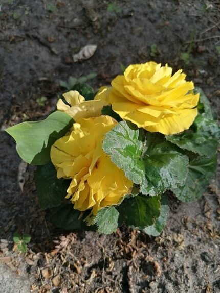 Begonia met bloeiende bloemen in Calvary Katowice Panewniki.