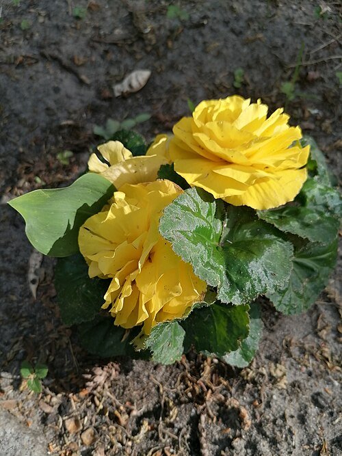Begonia met bloeiende bloemen in Calvary Katowice Panewniki.