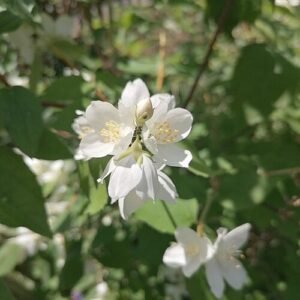 Philadelphus coronarius struik met witte bloemen in zonnig park.