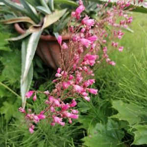 Paarse klokvormige bloemen op een zonnige standplaats.