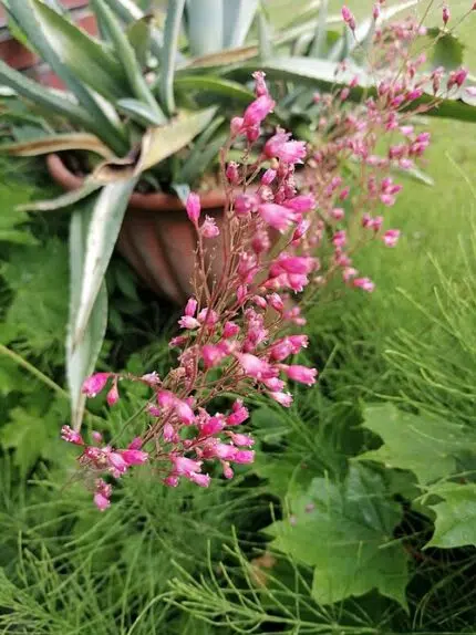 Paarse klokvormige bloemen op een zonnige standplaats.