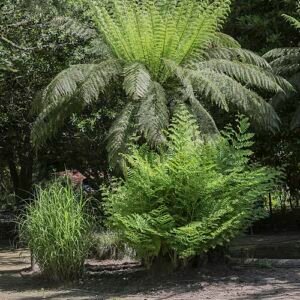 Tasmaanse boomvaren in parklandschap met siergras en varens.