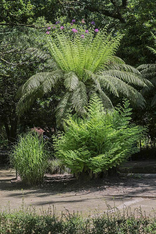 Tasmaanse boomvaren in parklandschap met siergras en varens.