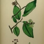 Ulmus minor 'Sowerbyi' boom met groen blad en ruwe schors.
