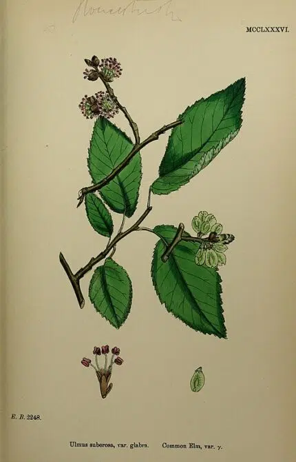 Ulmus minor 'Sowerbyi' boom met groen blad en ruwe schors.