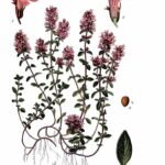 Thymus serpyllum plant met paarse bloemen en groene bladeren op kleigrond.