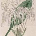 Hymenocallis tubiflora bloem in close-up met witte bloemblaadjes en groene bladeren.