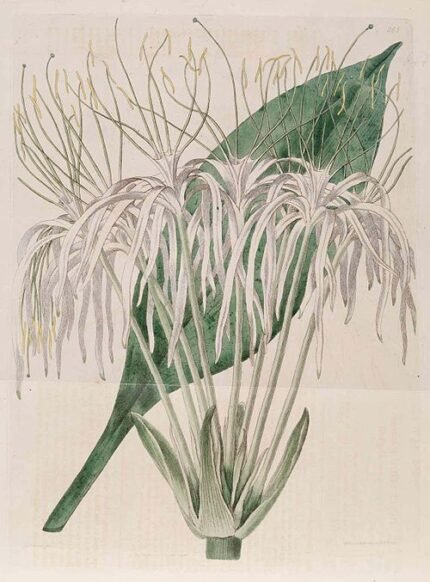 Hymenocallis tubiflora bloem in close-up met witte bloemblaadjes en groene bladeren.