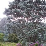 Zilverboom (Leucadendron argenteum) op kleigrond.
