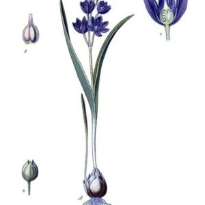 Paarse en witte Vroege sterhyacint bloem op kleigrond, winterhard, schaduwrijke standplaats.