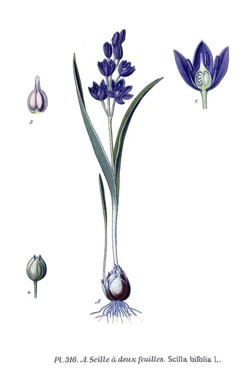 Paarse en witte Vroege sterhyacint bloem op kleigrond, winterhard, schaduwrijke standplaats.