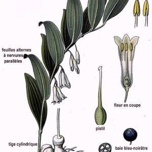 Gewone salomonszegel plant met witte bloemen en groene bladeren.