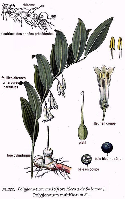 Gewone salomonszegel plant met witte bloemen en groene bladeren.