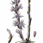 Zachtroze Limodorum abortivum orchideebloemen in bosrijke omgeving.