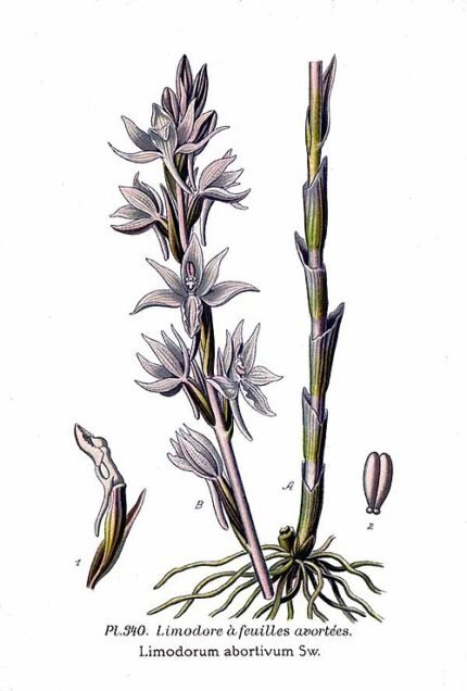 Zachtroze Limodorum abortivum orchideebloemen in bosrijke omgeving.
