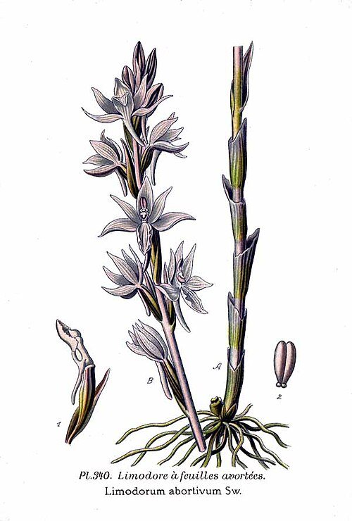 Zachtroze Limodorum abortivum orchideebloemen in bosrijke omgeving.