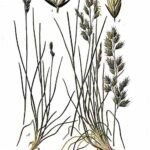 Genoeg schapengras op kalkrijke grond, winterhard.