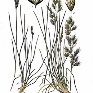 Genoeg schapengras op kalkrijke grond, winterhard.